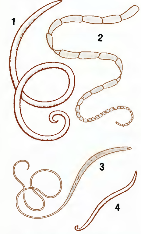 Паразитические черви рисунки